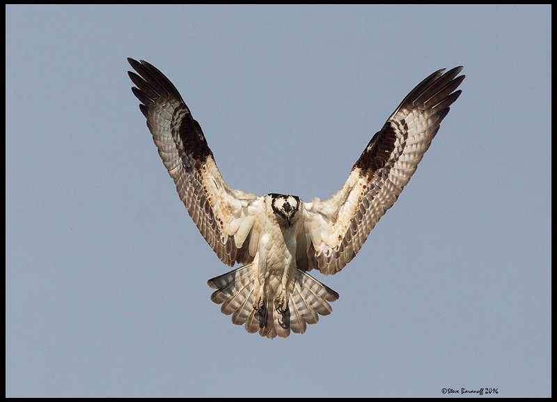 _6SB9818 osprey.jpg